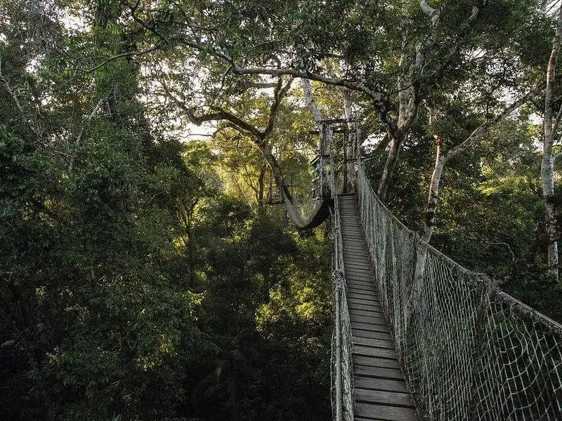 Canopy walkway suspended above the rainforest on a 4-day Tambopata tour from Puerto Maldonado, Peru
