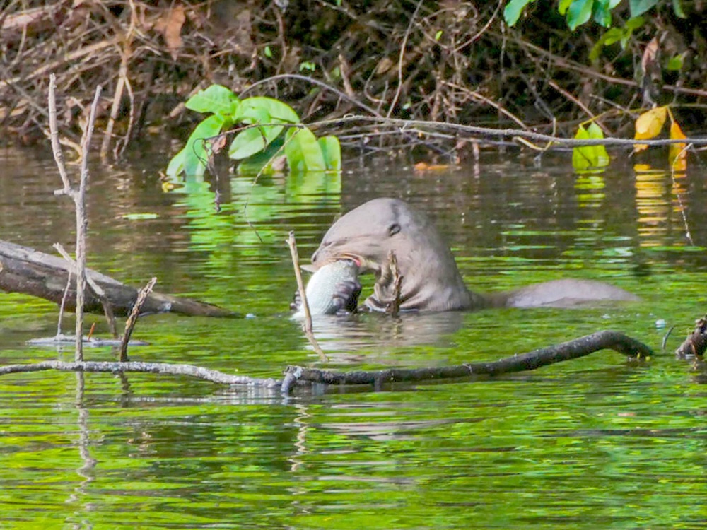 Puerto Maldonado Amazon Tours 3 Days