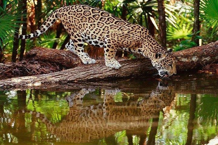 Tambopata 2-Day Sandoval Lake Nature & Boat Tour
