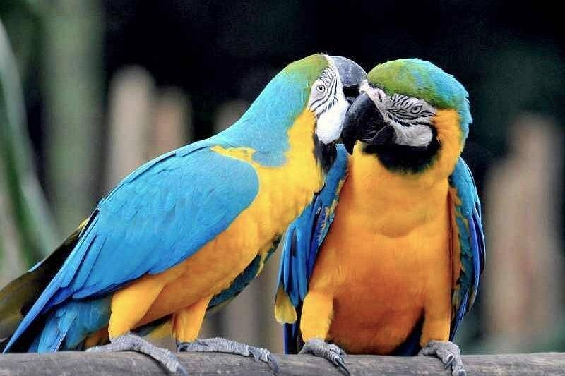 Book Your 2-Day Amazon Tour